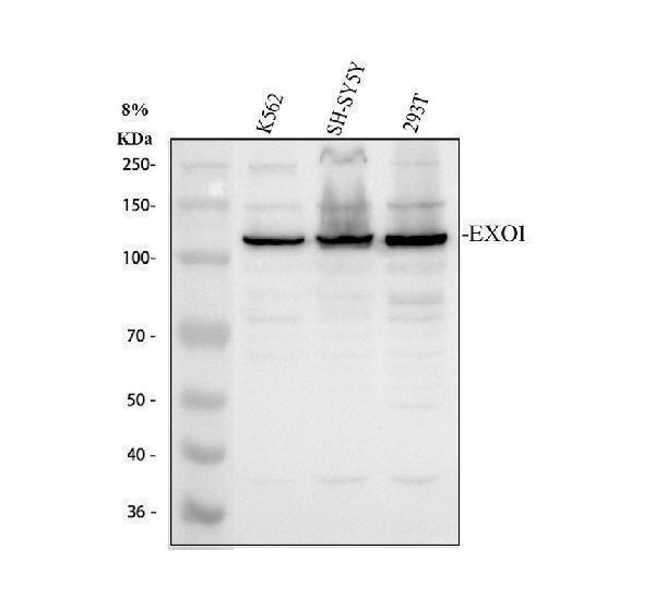 a00536 3 exo1 primary antibodies wb testing 1_1