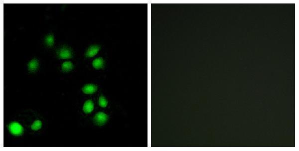 a00536 exo1 primary antibodyes if testing 2