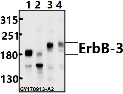 a00539 3 erbb3 primary antiboties wb testing 1