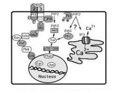 Signaling pathways activated by the ErB3/HER3 Receptor