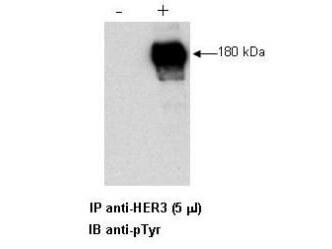 Combined immunoprecipitation and western blot of a human cell lysate using anti-HER3 antibody
