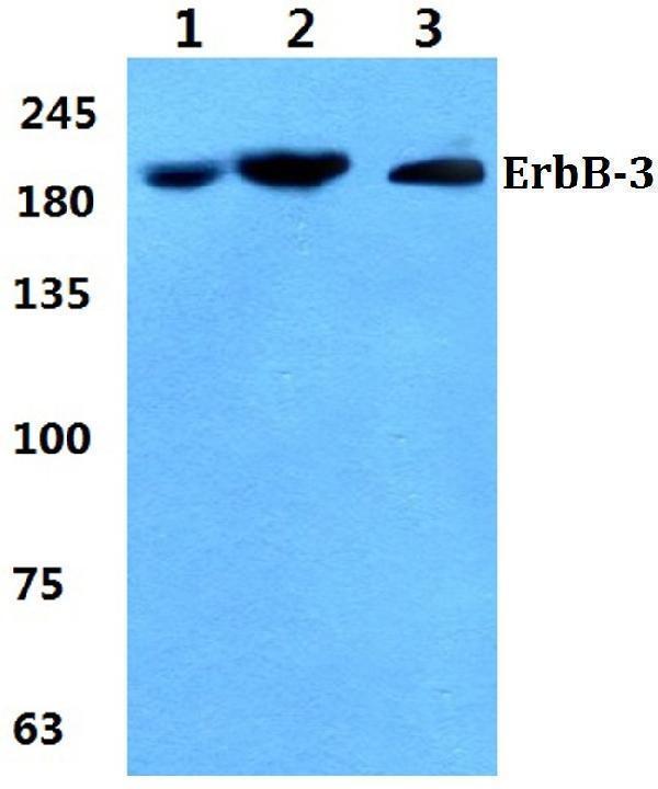 Western blot (WB) analysis of ErbB-3 (S1285) polyclonal antibody at 1:500 dilution
Lane1:MCF-7 cell lysate
Lane2:Mouse brain tissue lysate
Lane3:H9C2 cell lysate