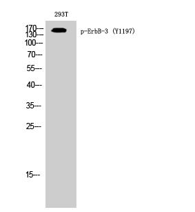 Western Blot analysis of 293T cells using Phospho-ErbB-3 (Y1197) Polyclonal Antibody diluted at 1:500 cells nucleus extracted by Minute TM Cytoplasmic and Nuclear Fractionation kit 