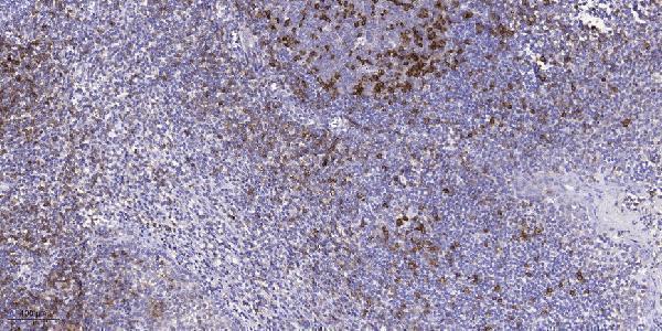 Immunohistochemical analysis of paraffin-embedded human tonsil