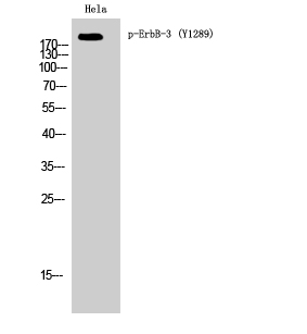 Western Blot analysis of Hela cells using Phospho-ErbB-3 (Y1289) Polyclonal Antibody diluted at 1:1000 cells nucleus extracted by Minute TM Cytoplasmic and Nuclear Fractionation kit 