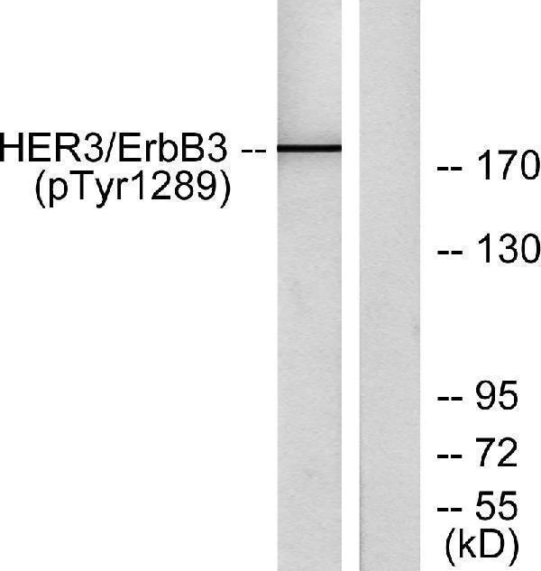 Western blot analysis of HER3 (Phospho-Tyr1289) Antibody