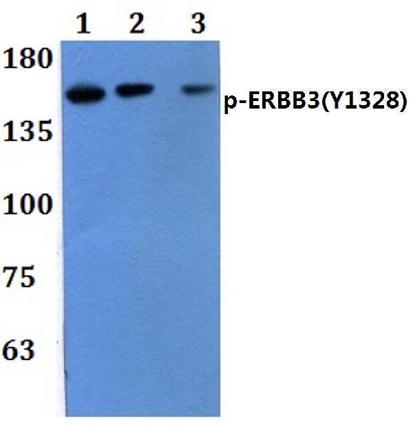 Western blot (WB) analysis of p-ERBB3(Y1328) polyclonal antibody pAb at 1:500 dilution  
Lane1:MCF-7 treated with EGF(0