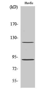 a00541s190 1 pgr primary antibodies wb testing 2