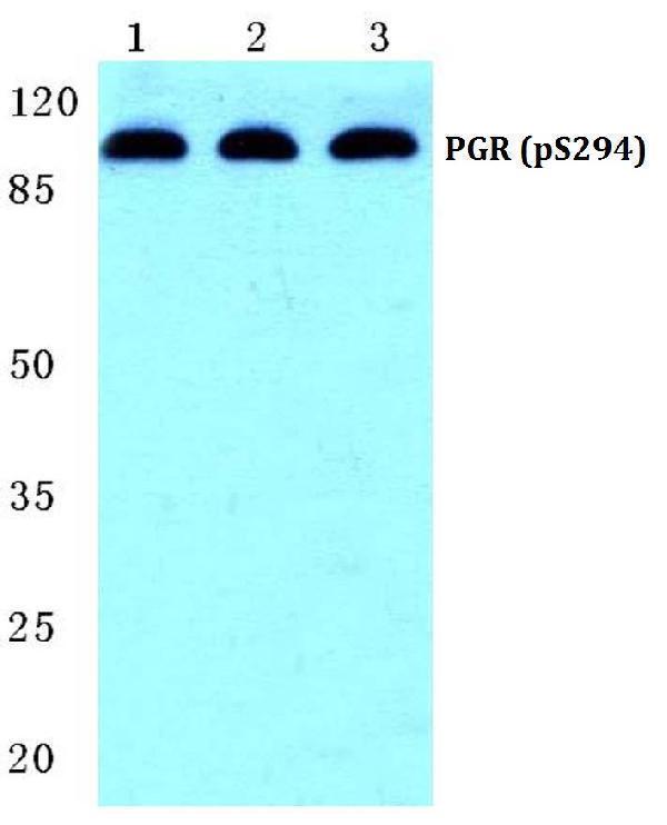a00541s294 pgr primary antiboties wb testing 1