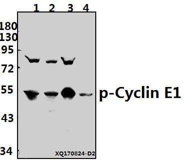 a00543t395 ccne1 primary antiboties wb testing 1