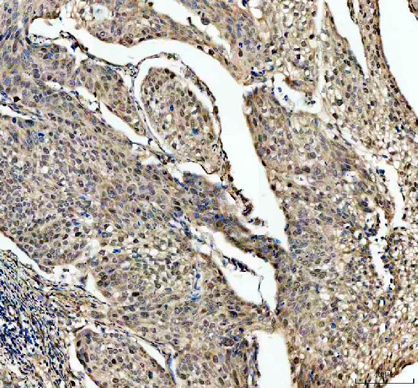 a00544 skp2 primary antibodies ihc testing 1