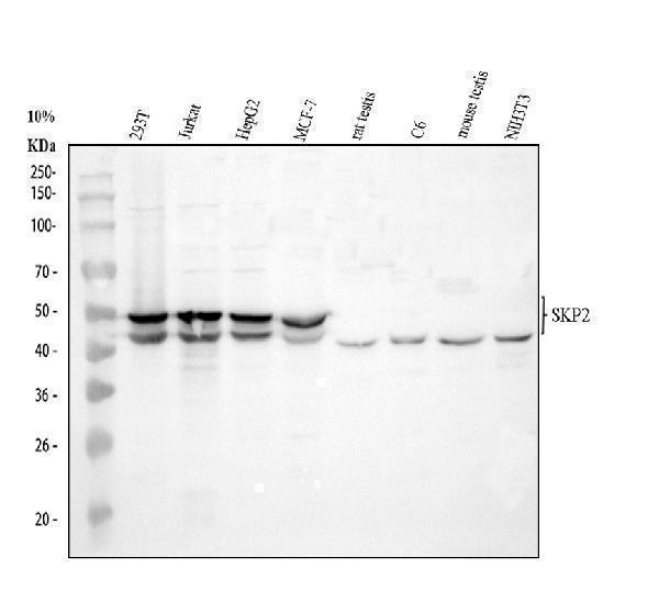 a00544 skp2 primary antibodies wb testing 1