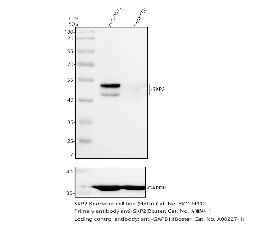 a00544 skp2 primary antibodies wb testing 2