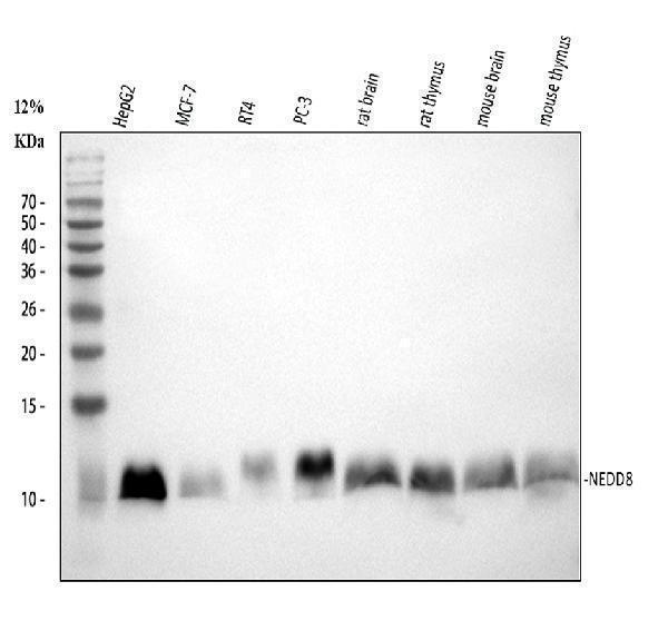 a00547 nedd8 primary antibodies wb testing 1