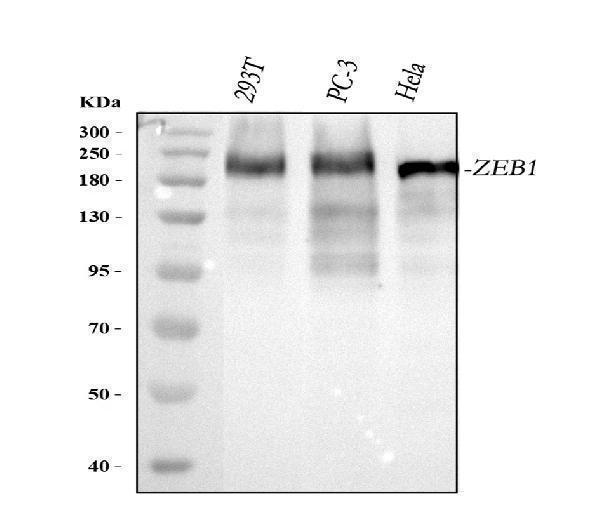 a00548 2 zeb1 primary antibodies wb testing 1