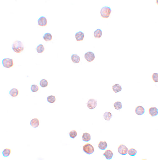a00548 zeb1 primary antibodies icc testing 4