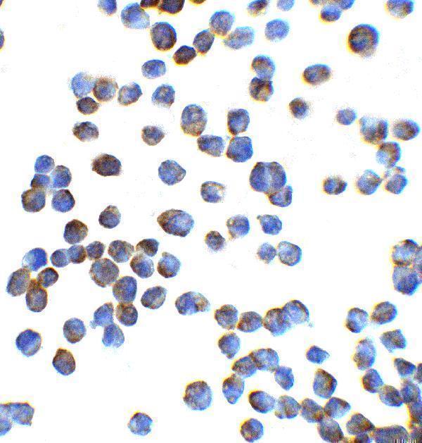 a00548 zeb1 primary antibodies icc testing 5