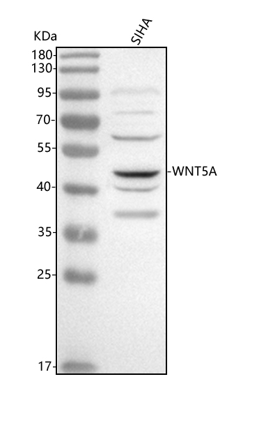  Western blot analysis of WNT5A using anti-WNT5A antibody (A00549-1)