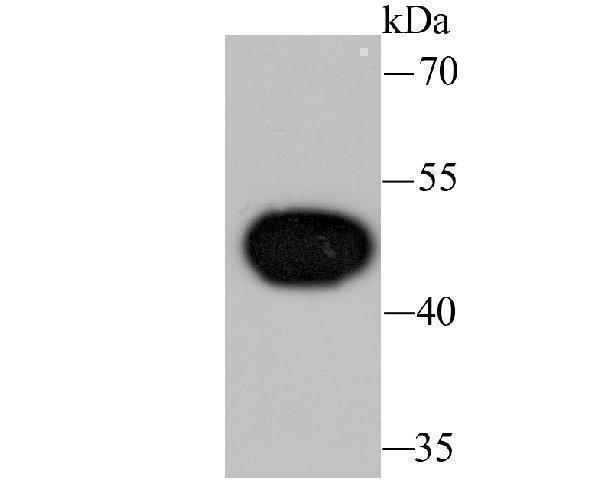Western blot analysis of Wnt5a on Hela cell lysate using anti-Wnt5a antibody at 1/1,000 dilution