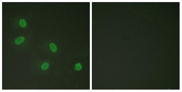 a00550t1457 med1 primary antibodies if testing 1