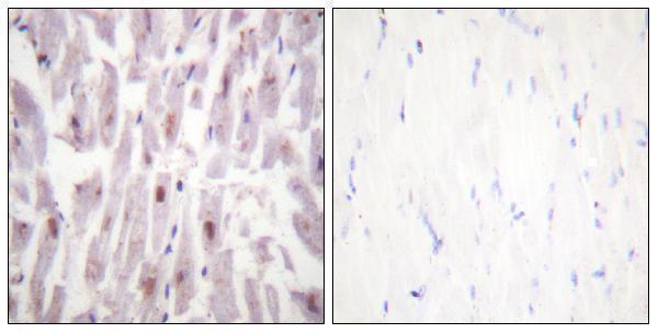 a00550t1457 med1 primary antibodies ihc testing 3