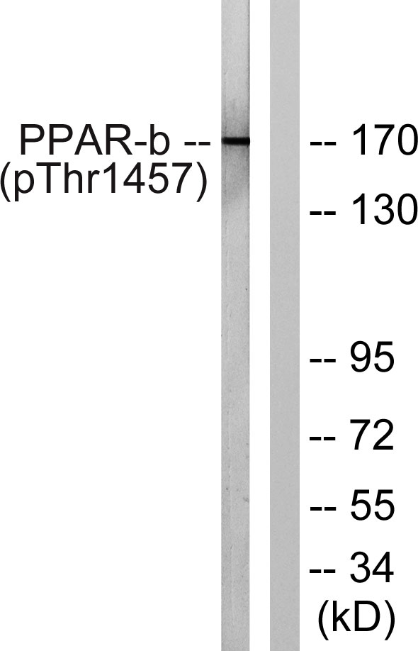 a00550t1457 med1 primary antibodies wb testing 2