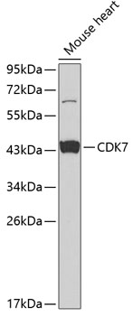 a00552 1 cdk7 primary antiboties wb testing 1