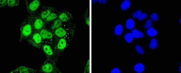 a00552 2 cdk7 primary antiboties icc testing 1