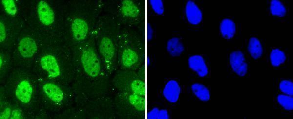 a00552 2 cdk7 primary antiboties icc testing 2