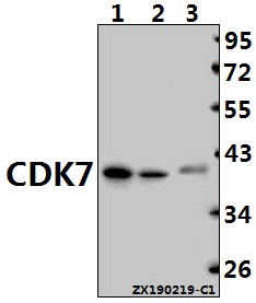 a00552 cdk7 primary antiboties wb testing 1
