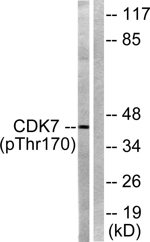 a00552t170 cdk7 primary antibodies wb testing 2