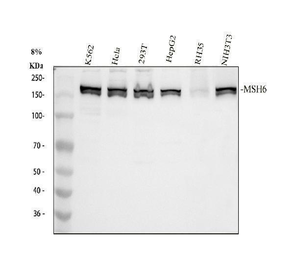  Western blot analysis of MSH6 using anti-MSH6 antibody (A00553-2)