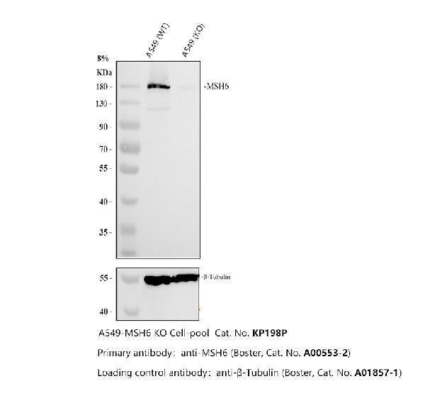 a00553 2 msh6 primary antibodies wb testing 2