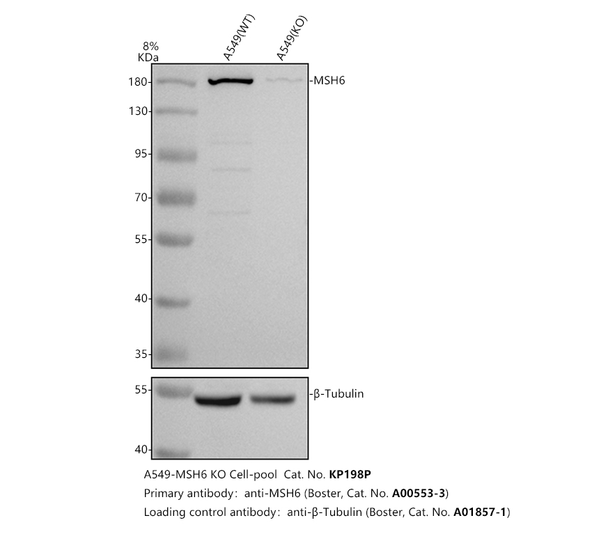 Western blot analysis of MSH6 using anti-MSH6 antibody (A00553-3)