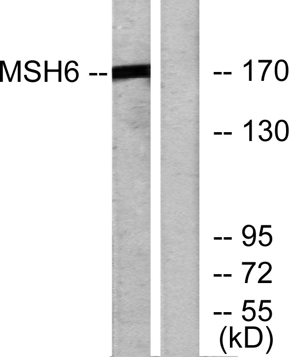 a00553 msh6 primary antibodies wb testing 3