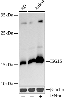 Western blot analysis of extracts of various cell lines, using ISG15  antibody  at 1:1000 dilution