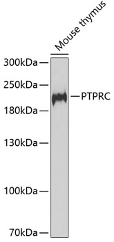 a00555 1 ptprc primary antiboties wb testing 1