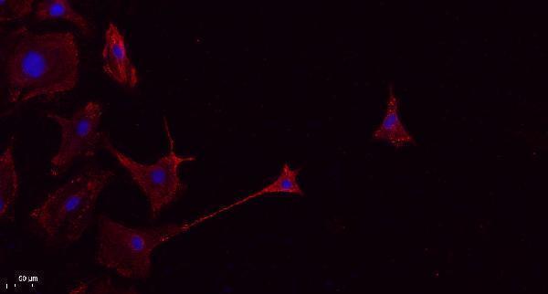 a00555 ptprc primary antibodies if testing 1