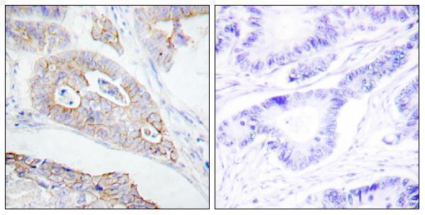 a00555 ptprc primary antibodies ihc testing 3