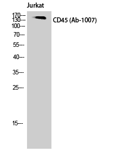 a00555 ptprc primary antibodies wb testing 2
