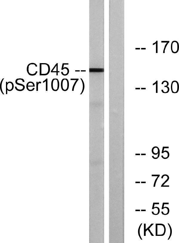Western blot analysis of lysates from HeLa cells treated with TNF 20ng/ml 15', using CD45 (Phospho-Ser1007) Antibody