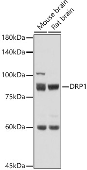 a00556 1 dnm1l primary antiboties wb testing 2