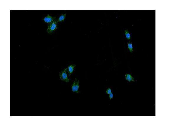 a00556 2 dnm1l primary antibodies if testing 11