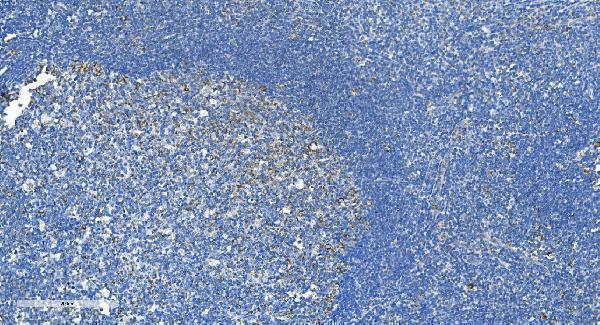  IHC analysis of DRP1/DNM1L using anti-DRP1/DNM1L antibody (A00556-2)