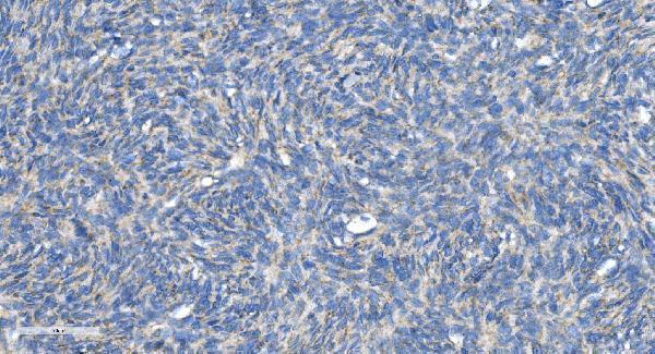 a00556 2 dnm1l primary antibodies ihc testing 8