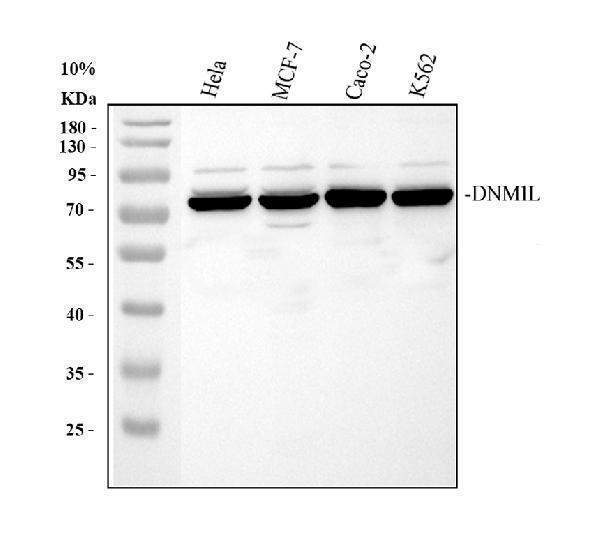 Western blot analysis of DRP1/DNM1L using anti-DRP1/DNM1L antibody (A00556-2)