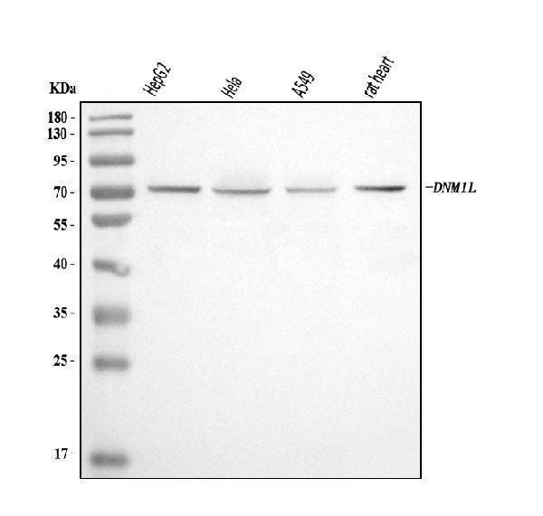  Western blot analysis of DRP1/DNM1L using anti-DRP1/DNM1L antibody (A00556-3)