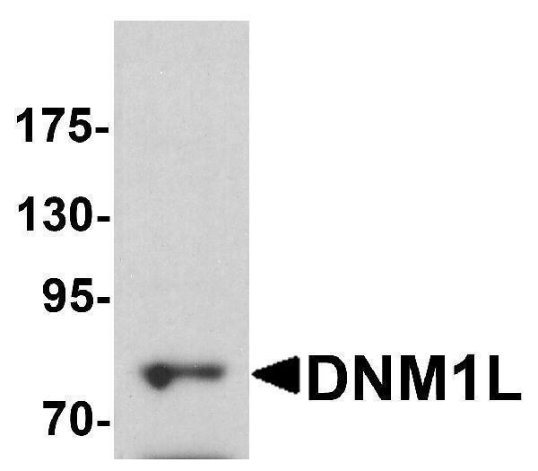 Western blot analysis of DNM1L in HeLa cell lysate with DNM1L antibody at 1 μg/ml
