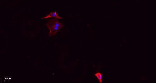 Immunofluorescence analysis of A549