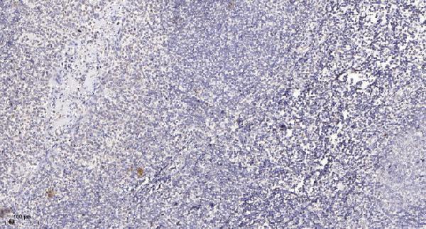 Immunohistochemical analysis of paraffin-embedded human tonsil